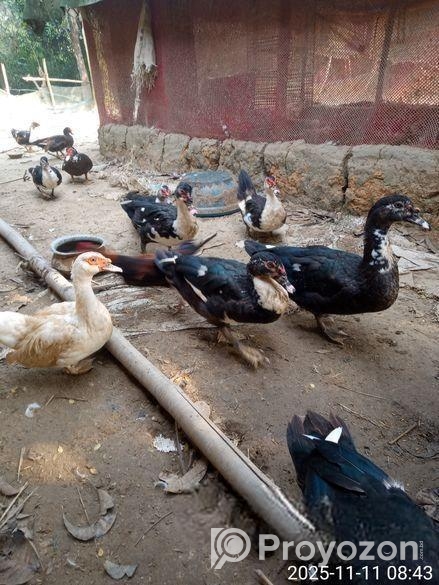 চিনা হাঁস