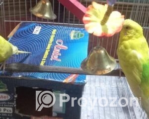 fitted-11_2025-11-12_09-34-53