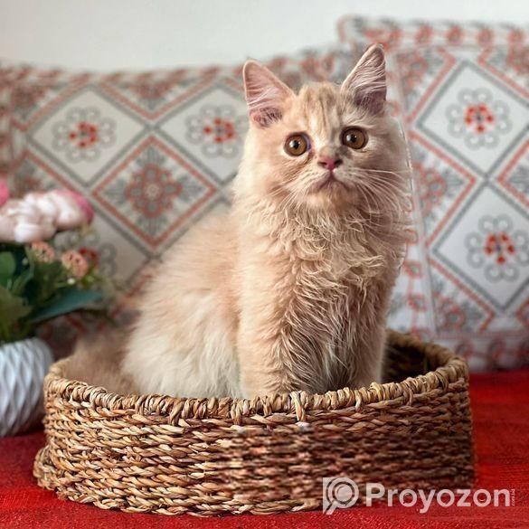Royal Persian Cat