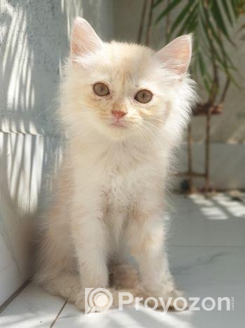 Traditional Persian Kitten