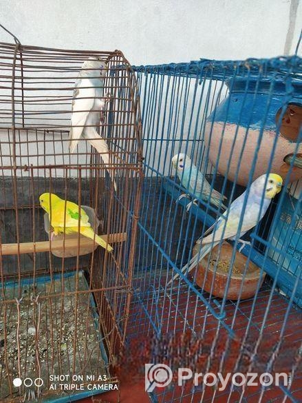 বাজিগর পাখি ১জোরা