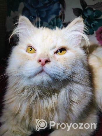 পারশিয়ান বিড়াল