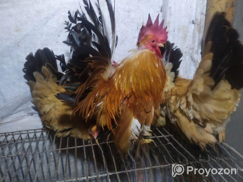 Jappi murgi / racer kobutar