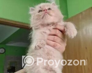 fitted-11_2025-11-30_10-38-17