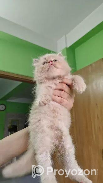 পার্সিয়ান বিড়ালের বাচ্চা