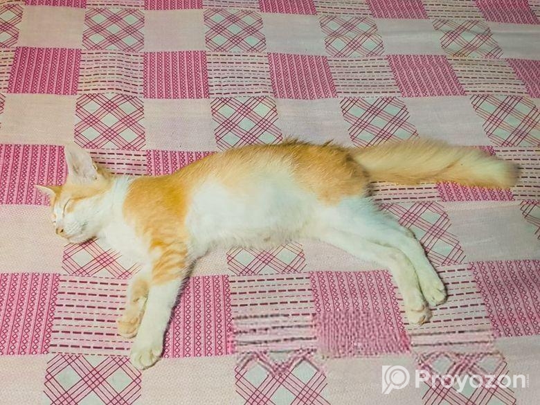 Parsian Mix Baby Cat