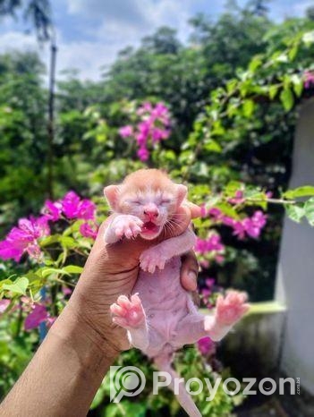 দেশি-বিড়াল