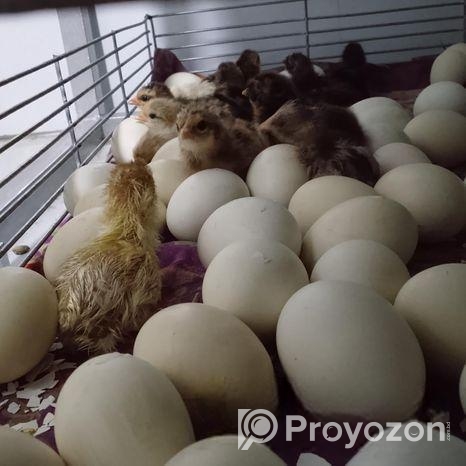 দেশি মুরগীর বাচ্চা বিক্রয় করা হবে।