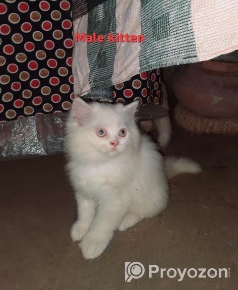 পার্শিয়ান বিড়াল