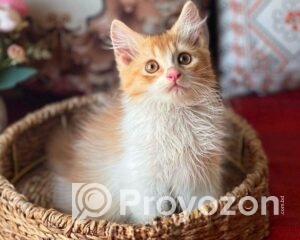 fitted-12_2025-11-13_09-19-41