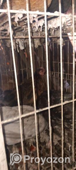 দেশি মুরগী