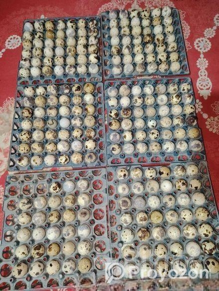 কোয়েলের ডিম