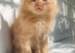 Traditional Persian Kitten