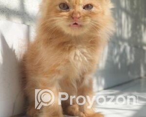 fitted-12_2025-11-22_11-08-49