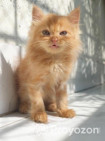 Traditional Persian Kitten