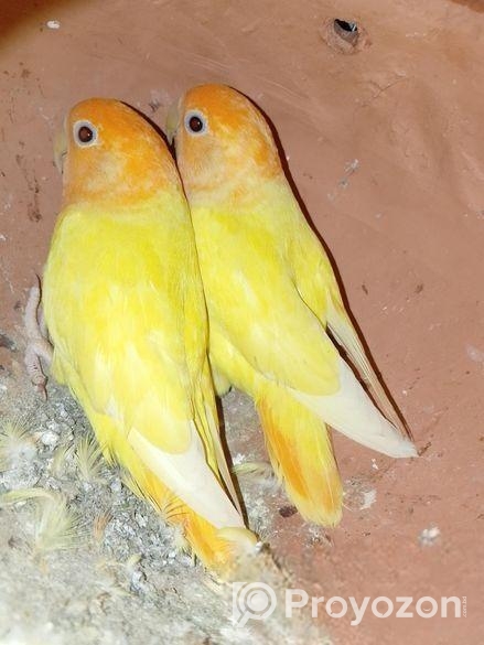 লাভ বার্ড পাখি