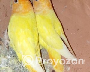 fitted-12_2025-11-24_10-15-39