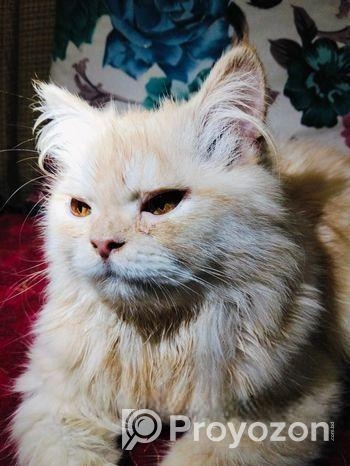 পারশিয়ান বিড়াল