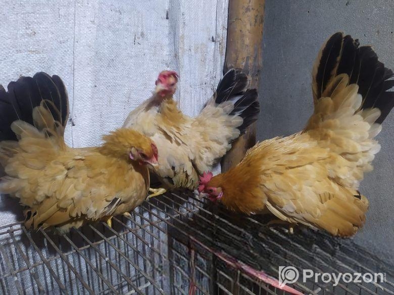 Jappi murgi / racer kobutar