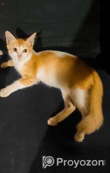 Parsian Mix Baby Cat