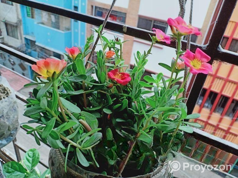 গাছ বিক্রয়