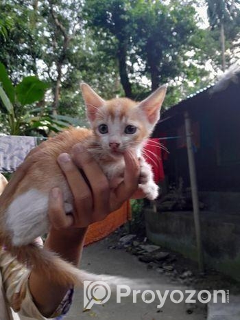 দেশি-বিড়াল