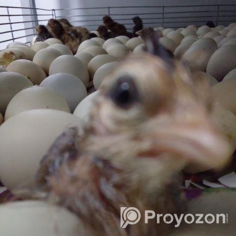 দেশি মুরগীর বাচ্চা বিক্রয় করা হবে।