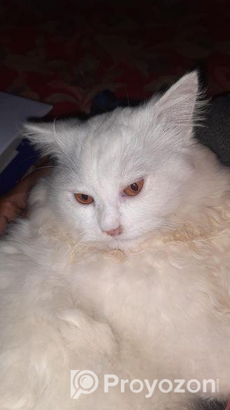 পার্শিয়ান বিড়াল