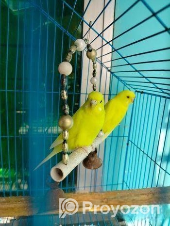 Black Eyed Lutino বাজরিগার