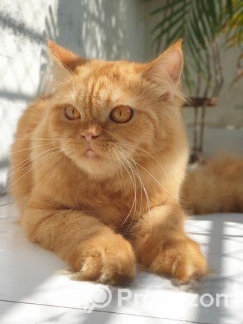 Traditional Persian Kitten