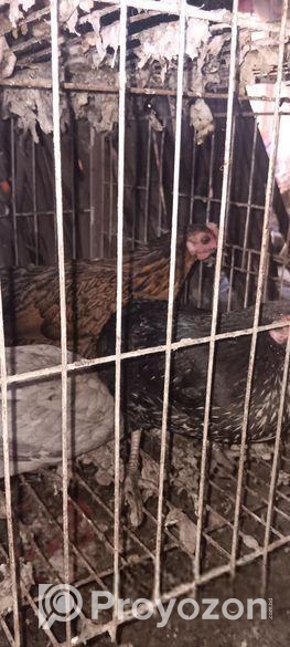 দেশি মুরগী