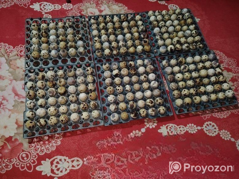 কোয়েলের ডিম