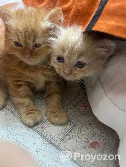 কিটেন পারসিয়ান