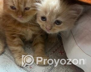 fitted-13_2025-11-22_11-09-29