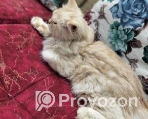 fitted-13_2025-11-26_10-59-44