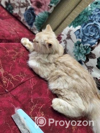 পারশিয়ান বিড়াল