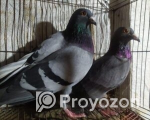 fitted-13_2025-11-27_10-00-41