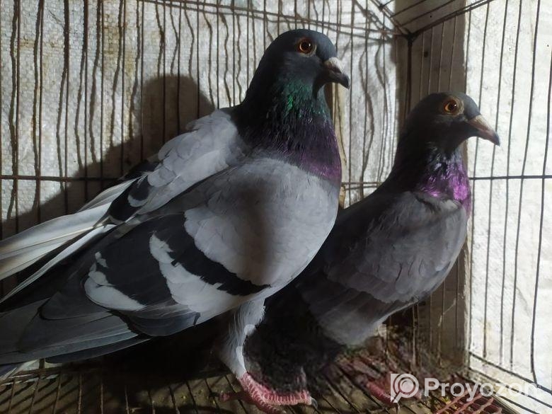 Jappi murgi / racer kobutar