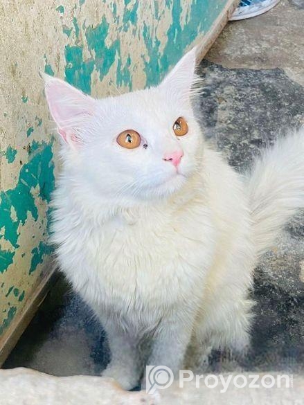 পারসিয়ান বিড়াল