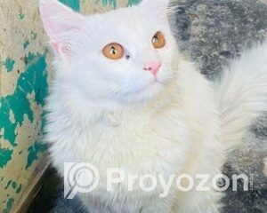 fitted-13_2025-11-29_10-48-28