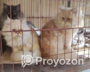 fitted-13_2025-11-30_10-05-11