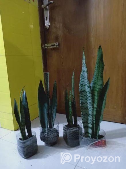 গাছ বিক্রয়