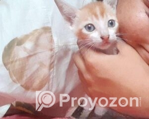 fitted-14_2025-11-04_09-36-09