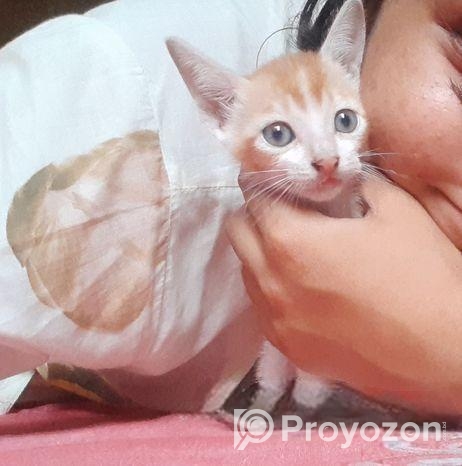 দেশি-বিড়াল