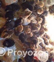 fitted-14_2025-11-05_23-33-59