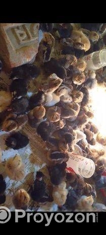 দেশি মুরগীর বাচ্চা বিক্রয় করা হবে।