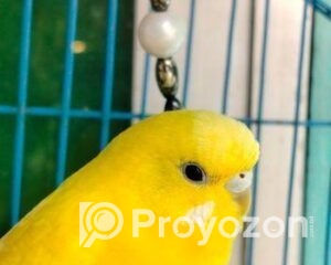 fitted-14_2025-11-10_09-33-31