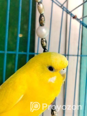 Black Eyed Lutino বাজরিগার