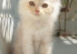 Traditional Persian Kitten