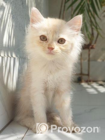 Traditional Persian Kitten
